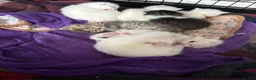 Scottish Fold cats for sale: White Scottish fold long and short hair kittens  - Advert 2
