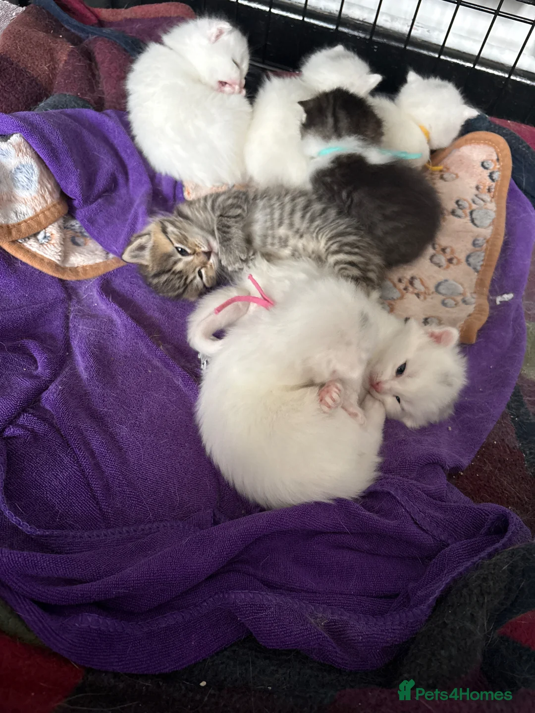 Scottish Fold cats for sale: White Scottish fold long and short hair kittens  - Advert 2