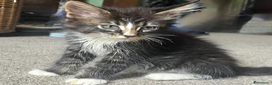 Maine Coon 2 Onyx