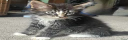 Maine Coon cats for sale: Beautiful Pedigree Maine Coon Kittens  - Advert 20