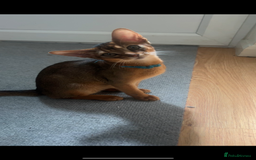Abyssinian cats for sale: READY Tica Abyssinian kittens in Wellingborough - Image 1