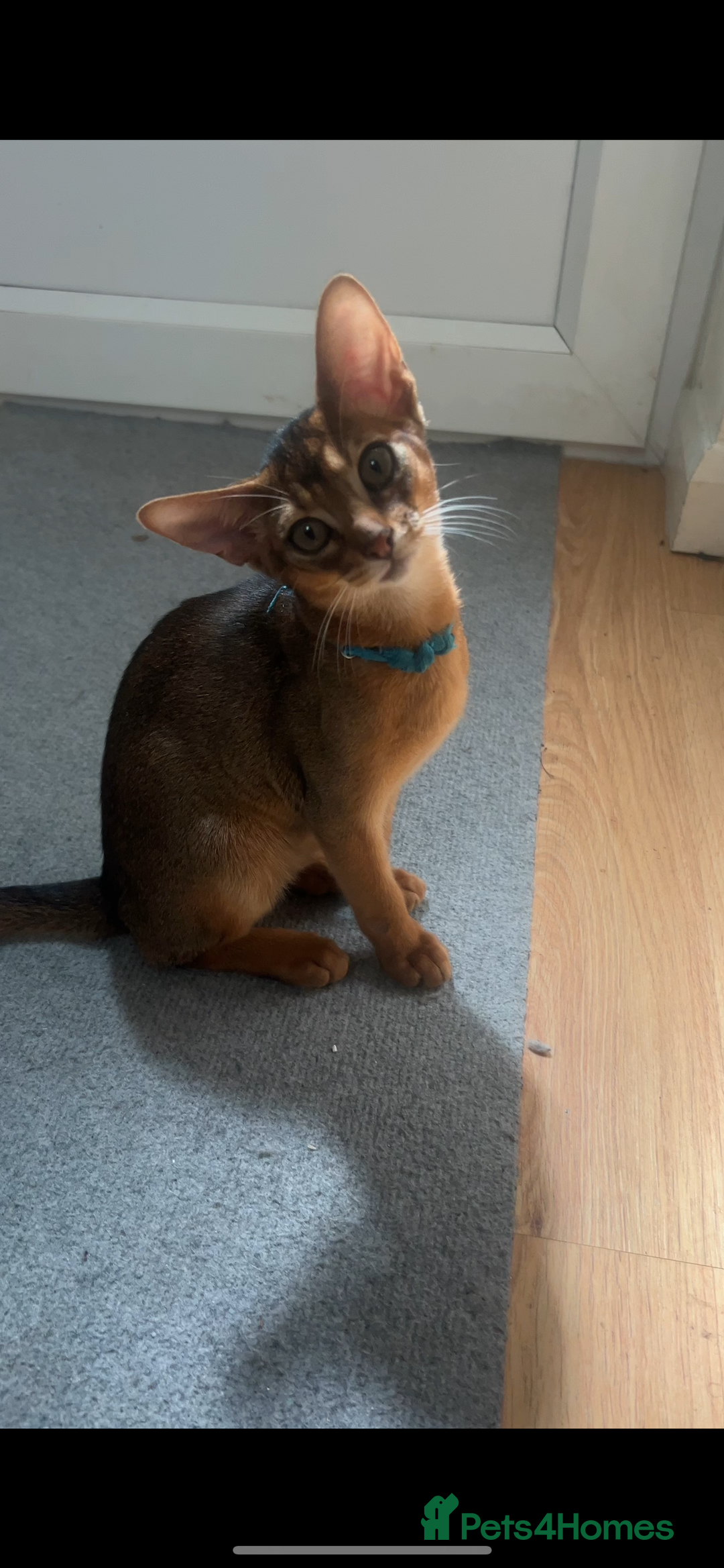 Abyssinian cats for sale: READY Tica Abyssinian kittens in Wellingborough - Image 1