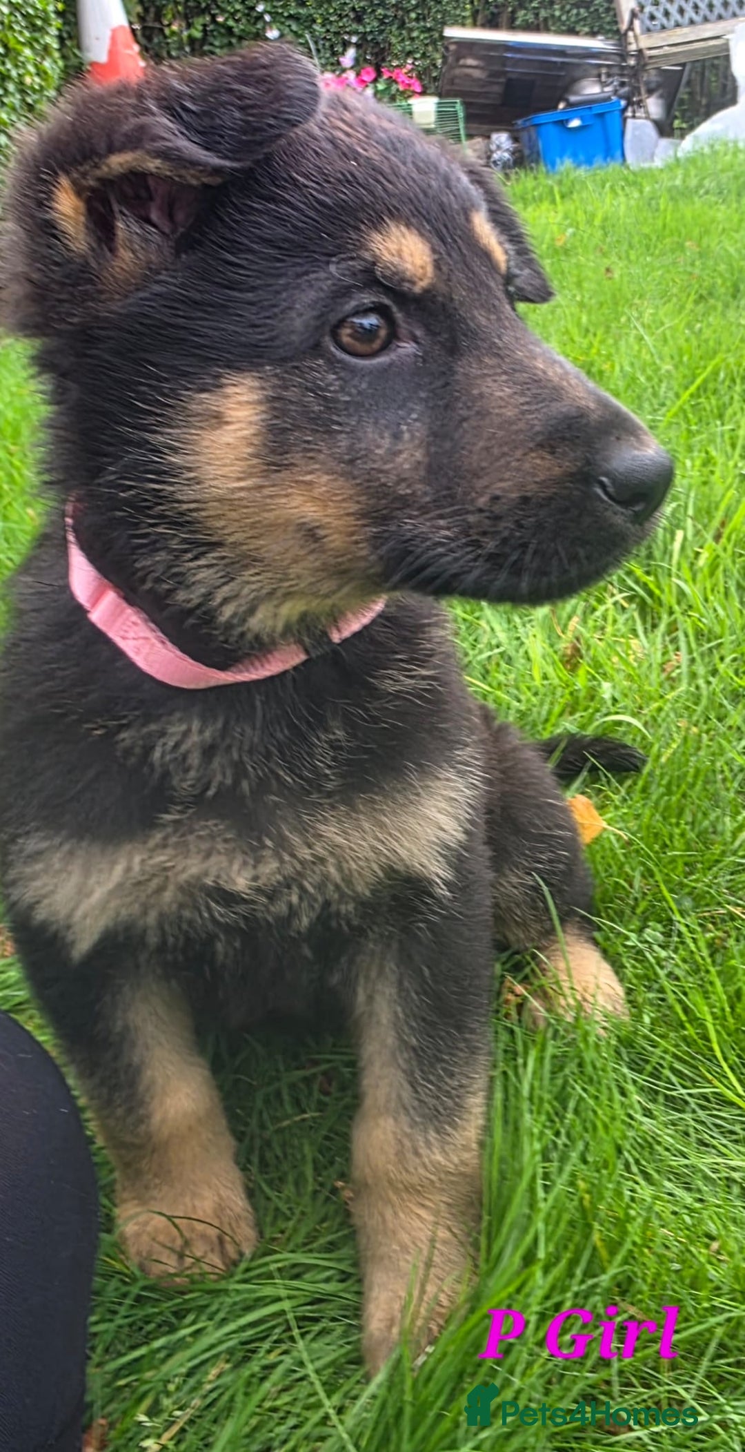 German Shepherd dogs for sale: Beautiful German shepherd puppies  - Image 12