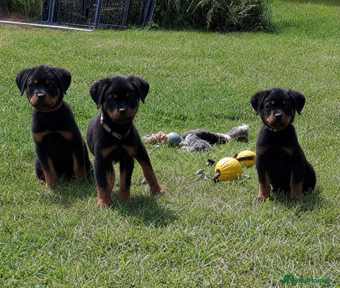 Rottweiler dogs 🌟Stunning KC Registered Rottweiler Puppies 🌟 - Advert 1