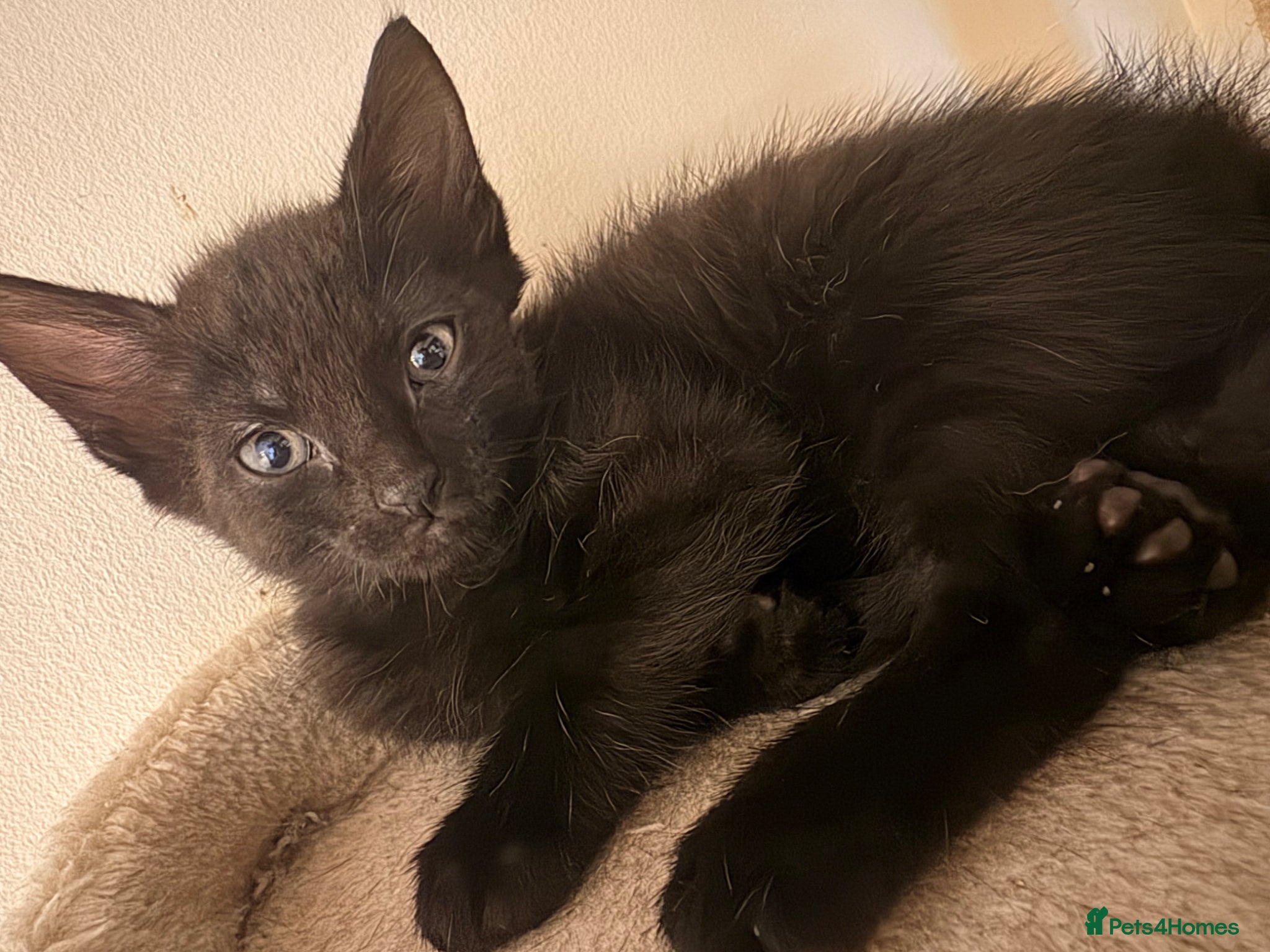 Domestic Shorthair cats Black kitten for sale- ready to go  - Advert 9