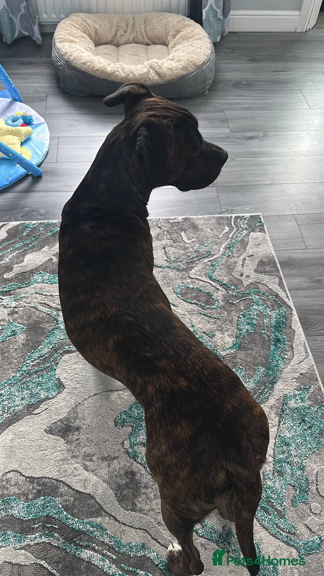 Mixed Breed dogs for sale: Male 2yr old cane corso  ** tiff  - Advert 2
