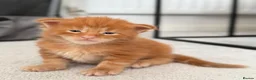Maine Coon cats for sale: GCCF/ TICA Maine Coon Classic Taby kittens - Advert 29