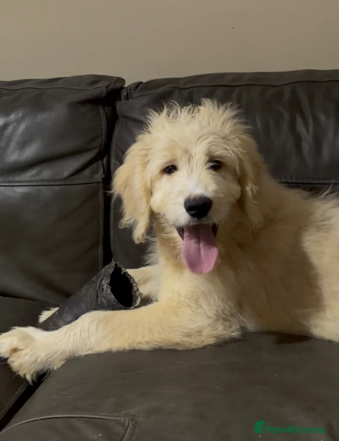 Goldendoodle dogs for sale: Quality Health Tested Goldendoodles - Advert 2