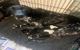 Mixed Breed dogs for sale: Gorgeous pointer x collie - Image 14