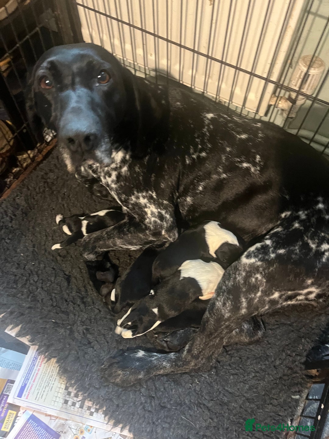 Mixed Breed dogs for sale: Gorgeous pointer x collie - Image 14