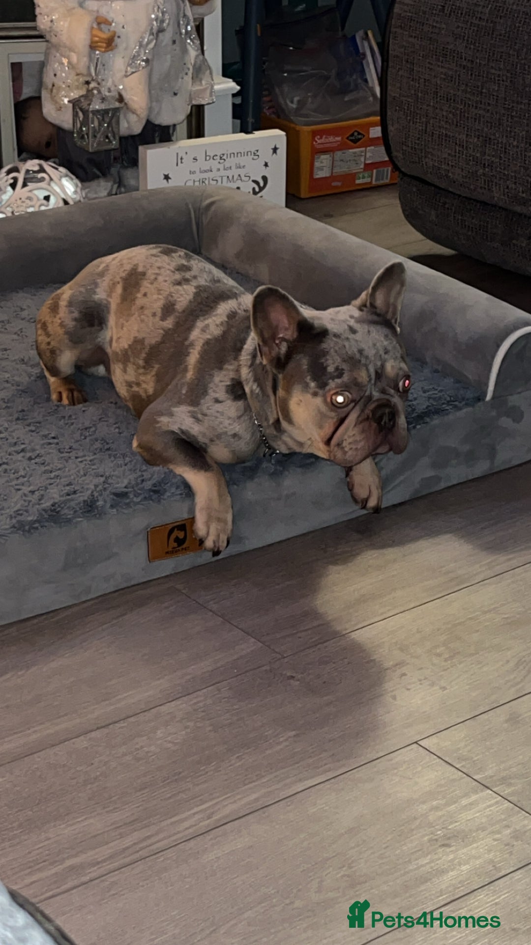 French Bulldog dogs for sale: DWKC Registered French Bulldog puppies for sale - Advert 24