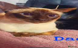 Siamese cats for sale: Beautiful Siamese Kittens 1 girl & 2 boys - Image 9