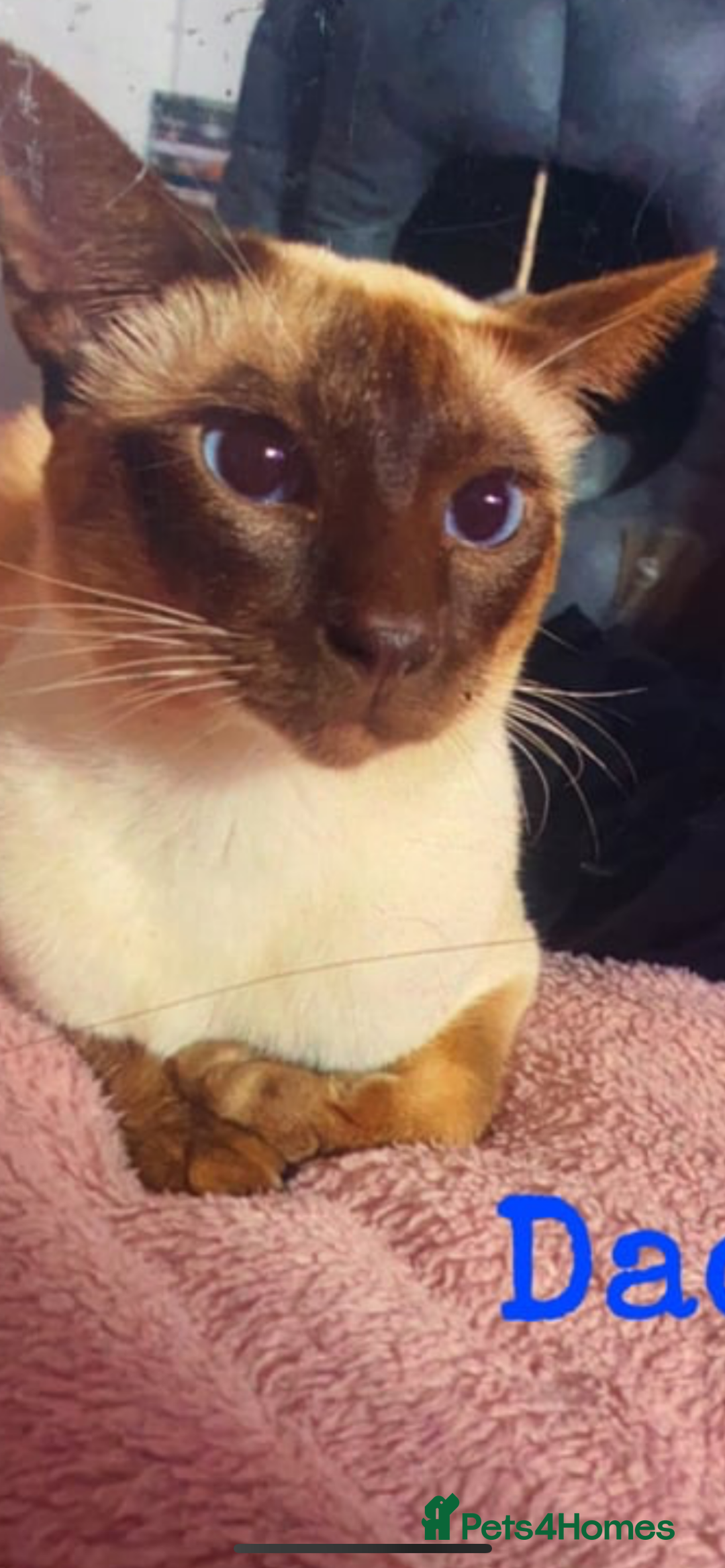 Siamese cats for sale: Beautiful Siamese Kittens 1 girl & 2 boys - Image 9