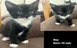Domestic Shorthair cats for sale: Kittens - Image 5