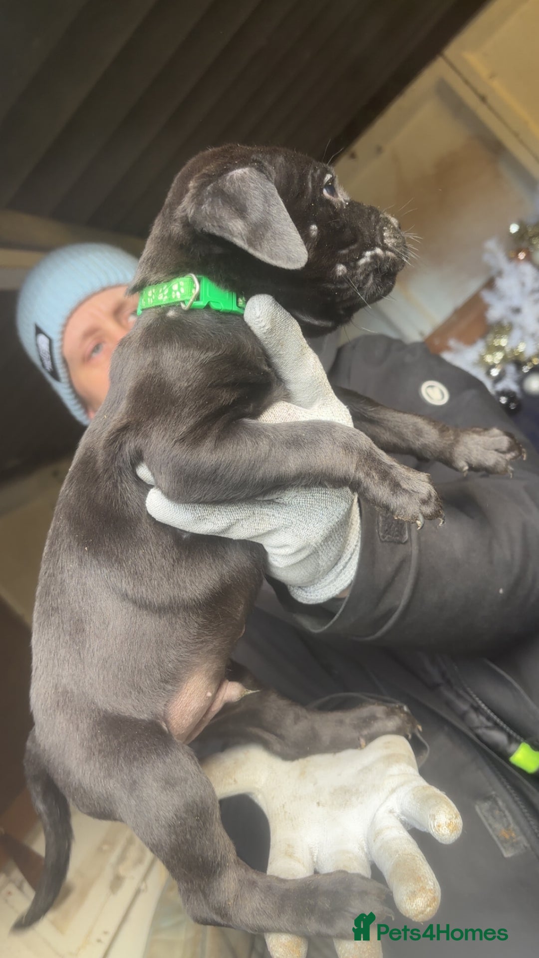 Mixed Breed dogs for sale: Rottiebulls - Advert 16