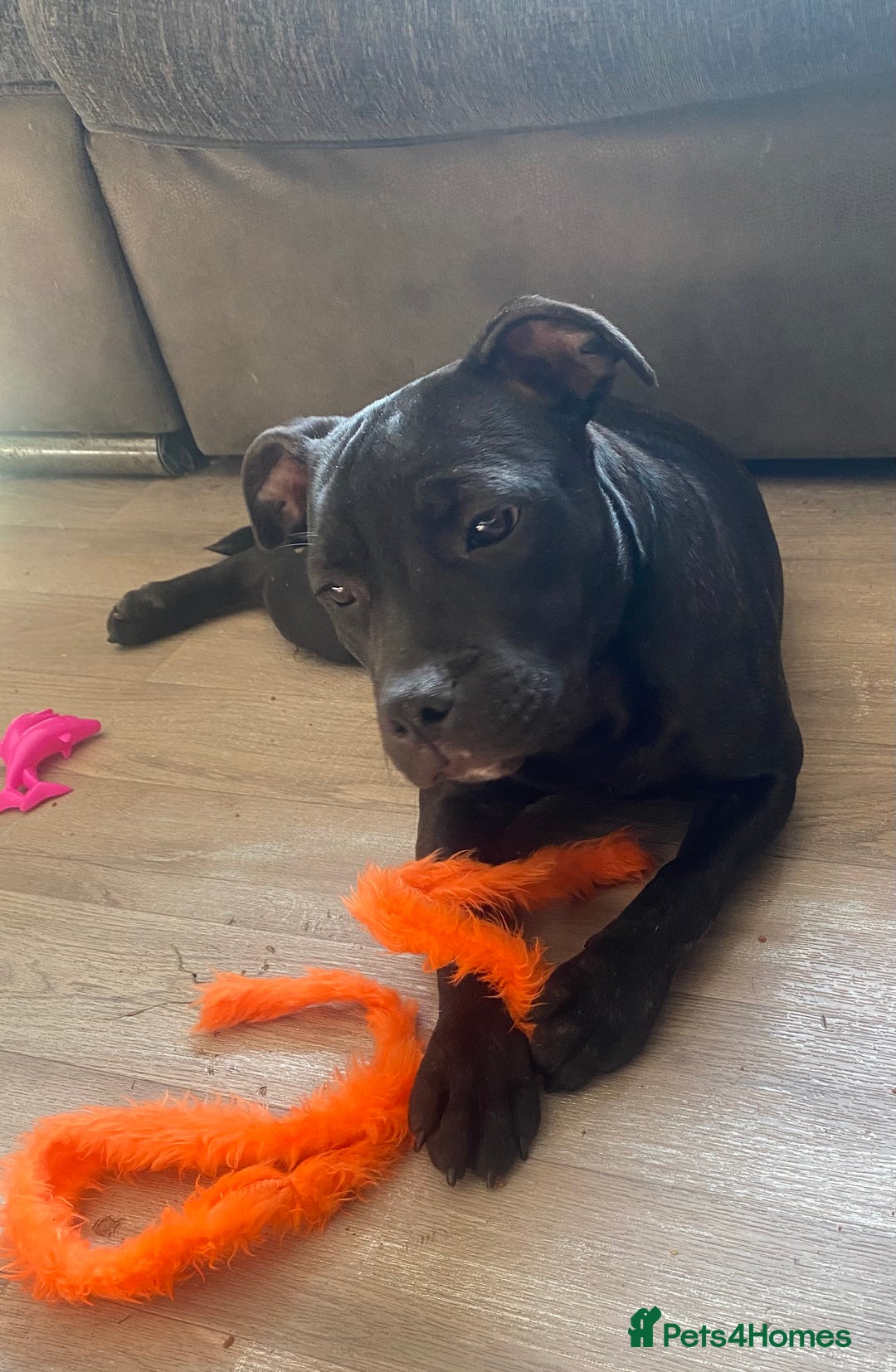Staffordshire Bull Terrier dogs for sale: Kc reg staffordshire bull terrier female - Image 4