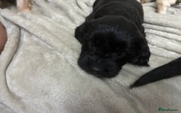 Mixed Breed dogs for sale: Adorable Cockerchons Fluffy, Low-Shed Wonders! - Image 39