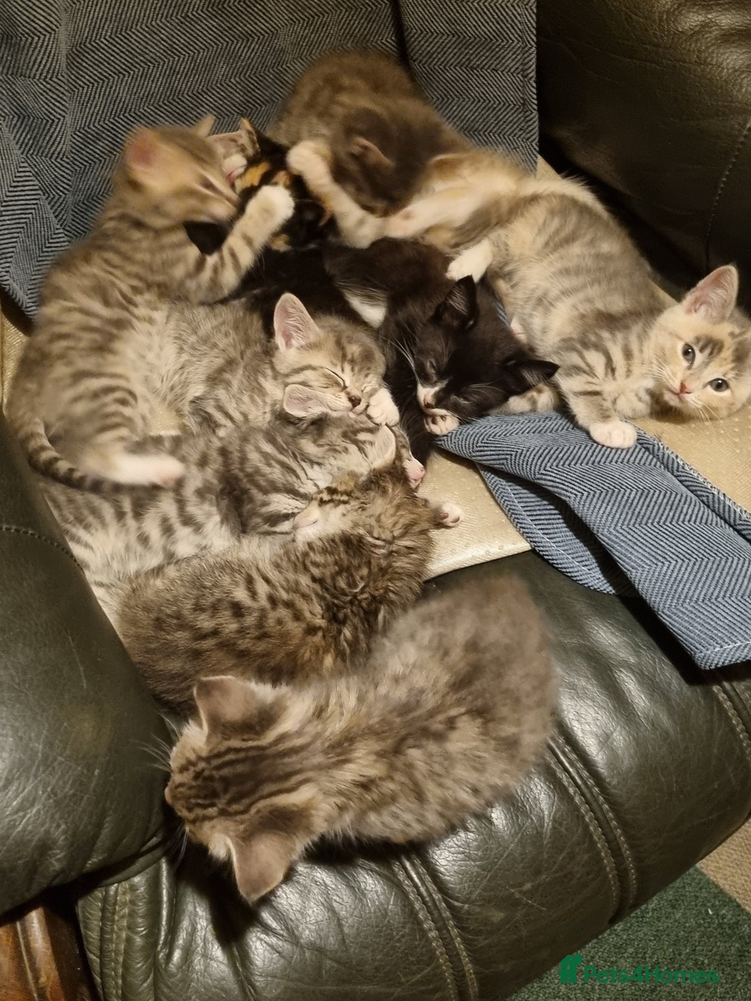 Maine Coon cats for sale: Main coon/ British short hair mix - Image 11