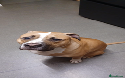 Mixed Breed dogs for sale: Bodhi - 2 Year Old AmBull X - Image 12