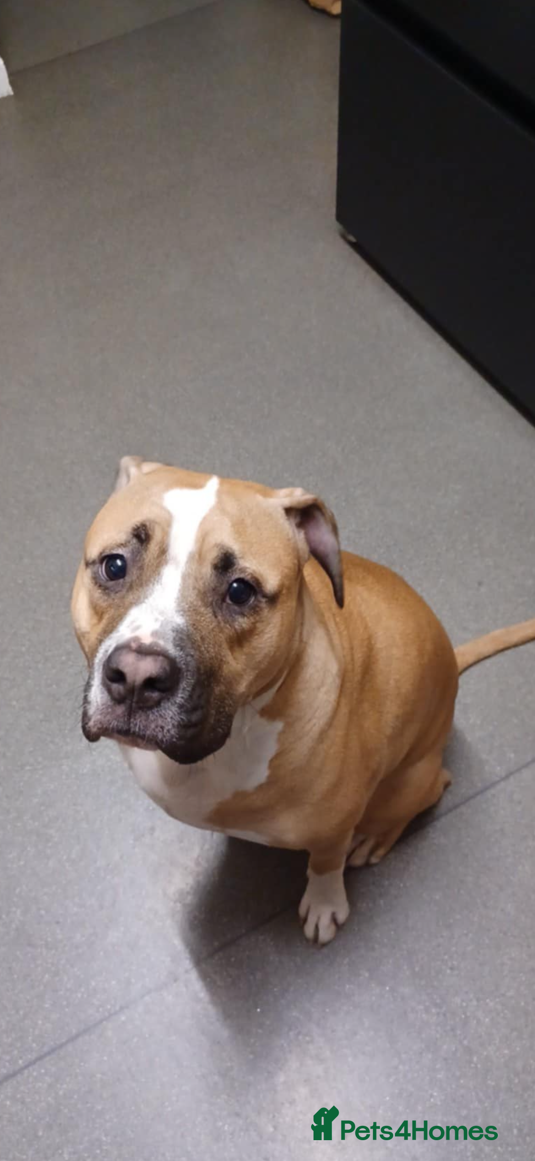 Mixed Breed dogs for sale: Bodhi - 2 Year Old AmBull X - Image 12