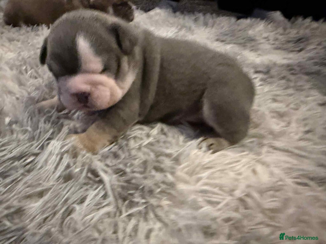 Mixed Breed dogs for sale: 3/4 English bulldog x 1/4 French bulldog - Advert 11
