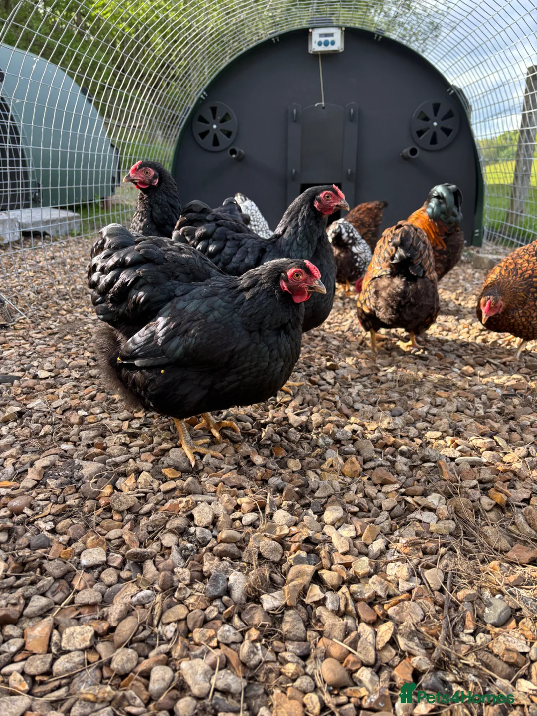 Chickens poultry for sale: Bantam Wyandotte hens - Advert 2