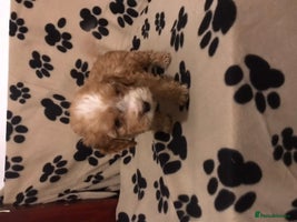 Cockapoo dogs F1 cockerpoo - Advert 1