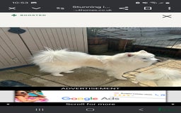 Siberian Husky dogs for sale: Perfect Mini Husky puppies - Image 16