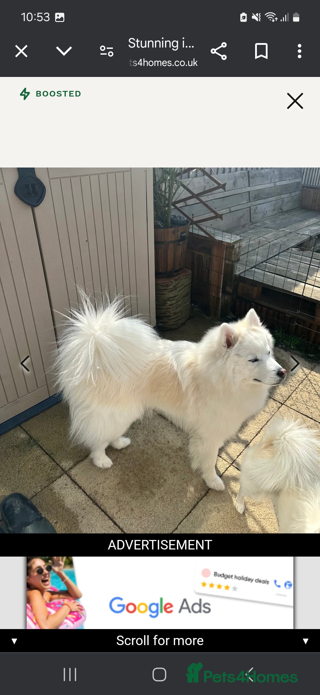 Siberian Husky dogs for sale: Perfect Mini Husky puppies - Image 16