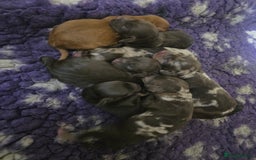 Cockapoo dogs for sale: Cockapoo puppies - Image 33