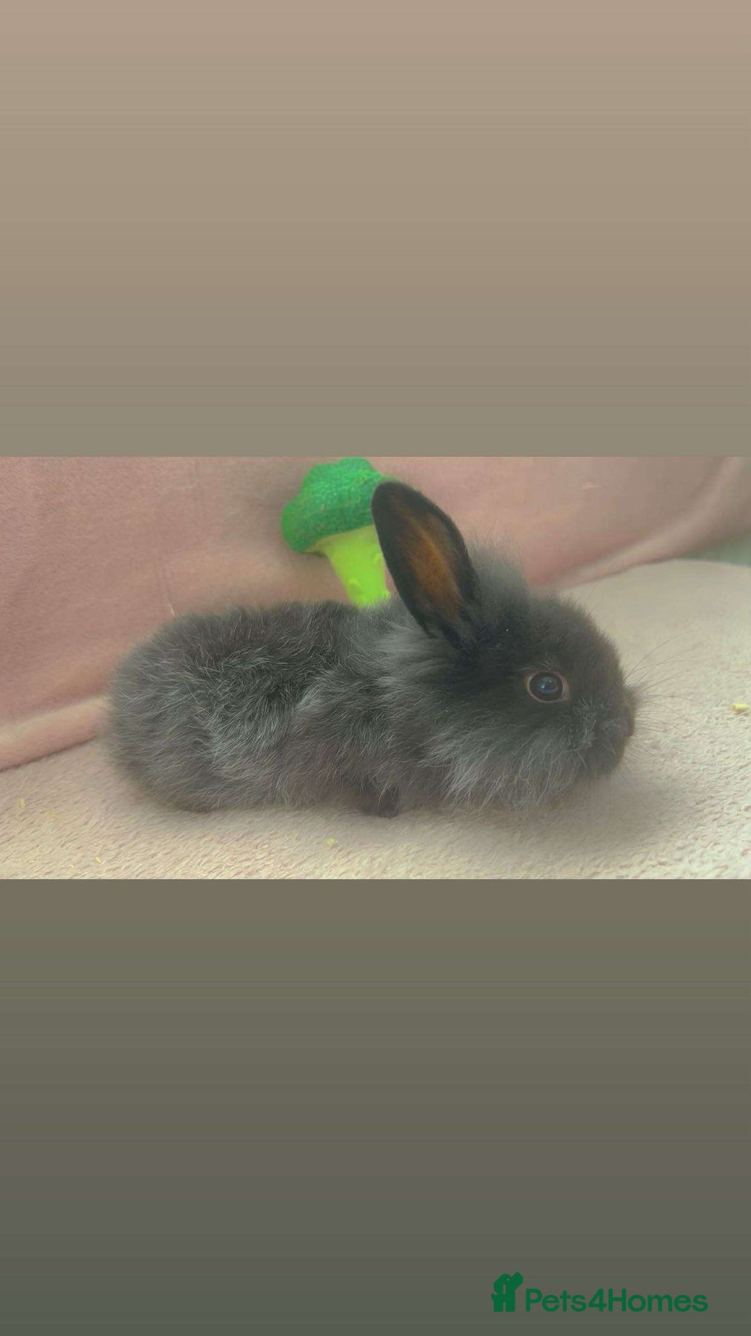 Mini Lion Lop rabbits for sale: Lion dutch lops - Image 11