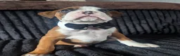 Boxer dogs for sale: Stunning boxer puppies  - Advert 33