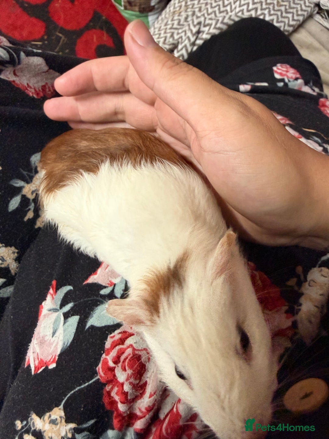 Guinea Pig rodents for sale: Guinea pig babies  - Image 2