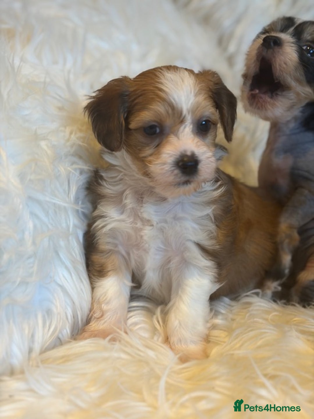 Chinese Crested dogs for sale: KC Reg Chinese created puppies - Advert 7