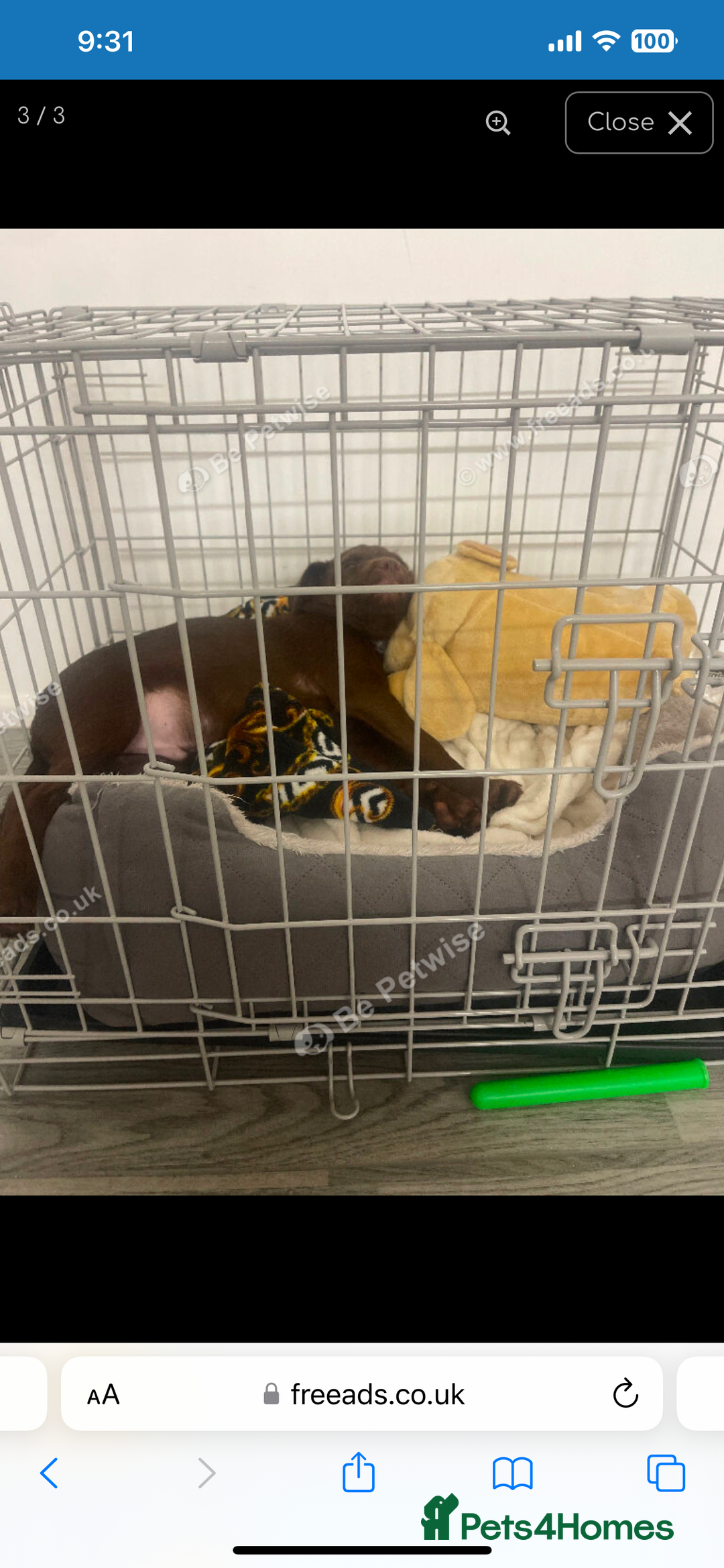 Patterdale Terrier dogs for sale: Patterdale - Advert 4