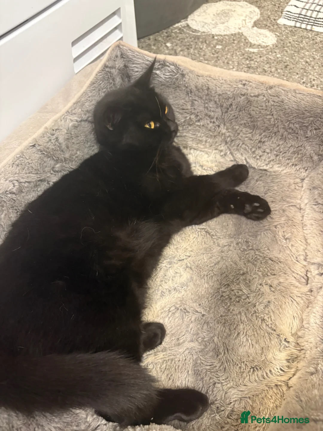 Mixed Breed cats for sale: Kittens ready to go  - Advert 1