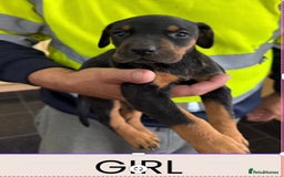 Dobermann dogs for sale: Doberman puppies for sale boys & girls  - Image 9