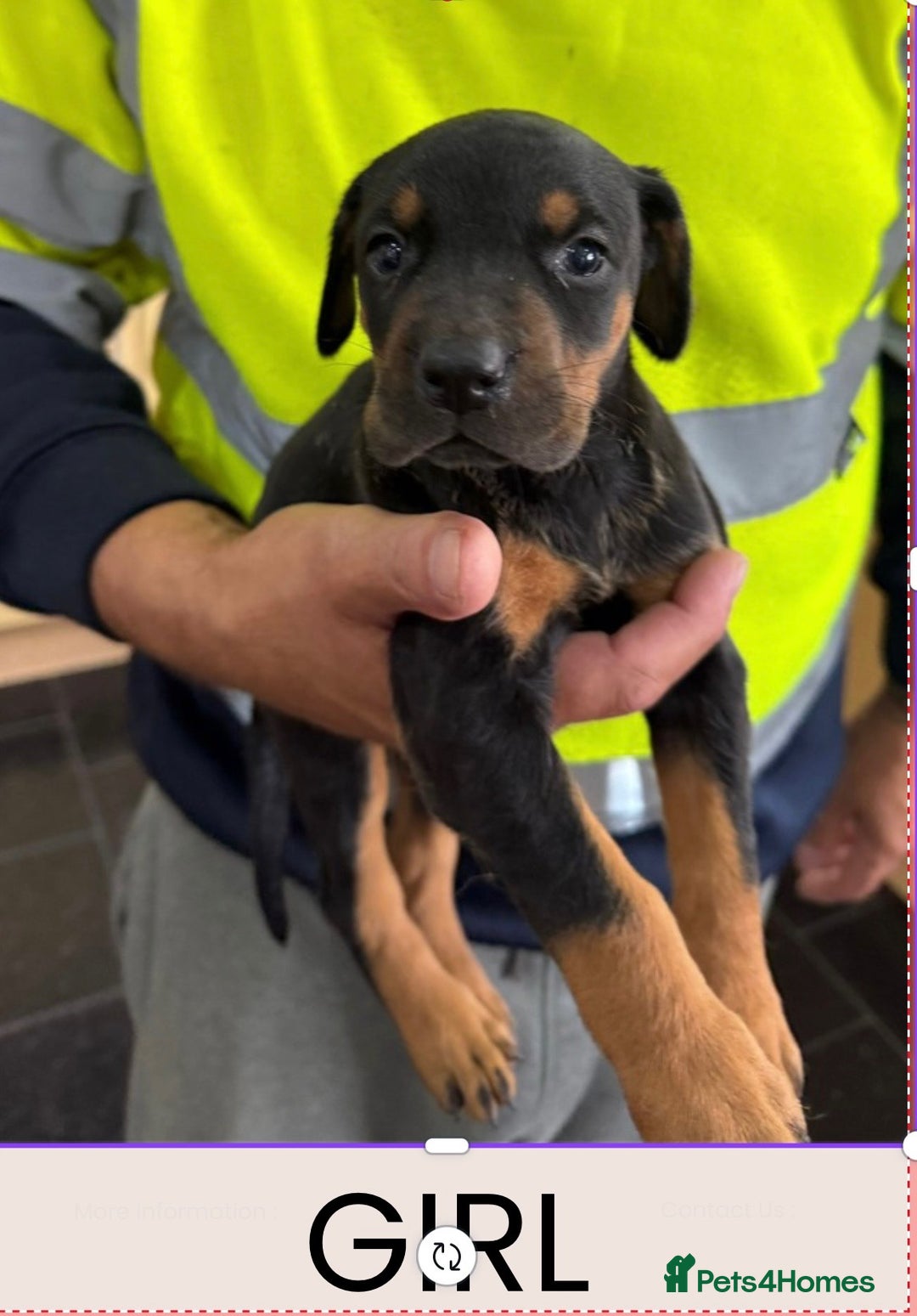 Dobermann dogs for sale: Doberman puppies for sale boys & girls  - Image 9