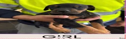 Dobermann dogs for sale: Doberman puppies for sale boys & girls  - Advert 9