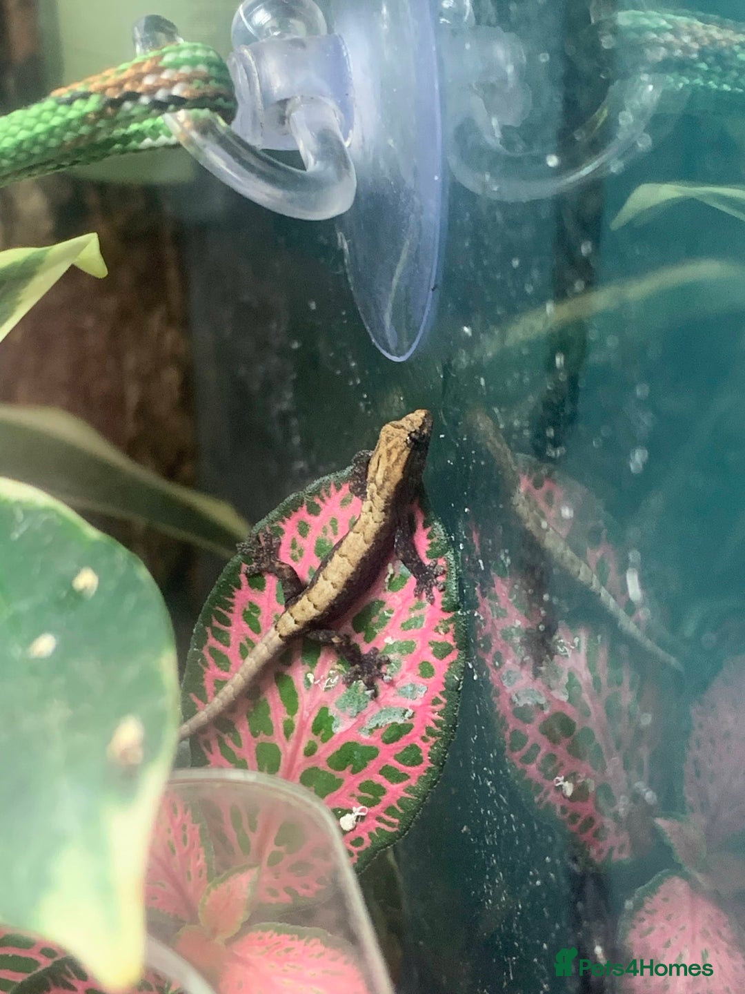 Gecko reptiles for sale: Mourning Geckos - Advert 2