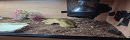 Corn Snake reptiles for sale: Female cornsnake  - Advert 5