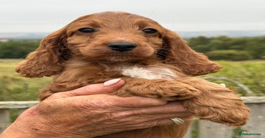 Cockapoo dogs - Advert 13