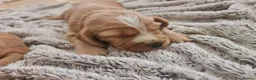 Cocker Spaniel dogs for sale: 3 golden Cocker Spaniels  - Advert 31