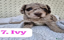 Labradoodle dogs for sale: 10 F1b labradoodles  - Image 8