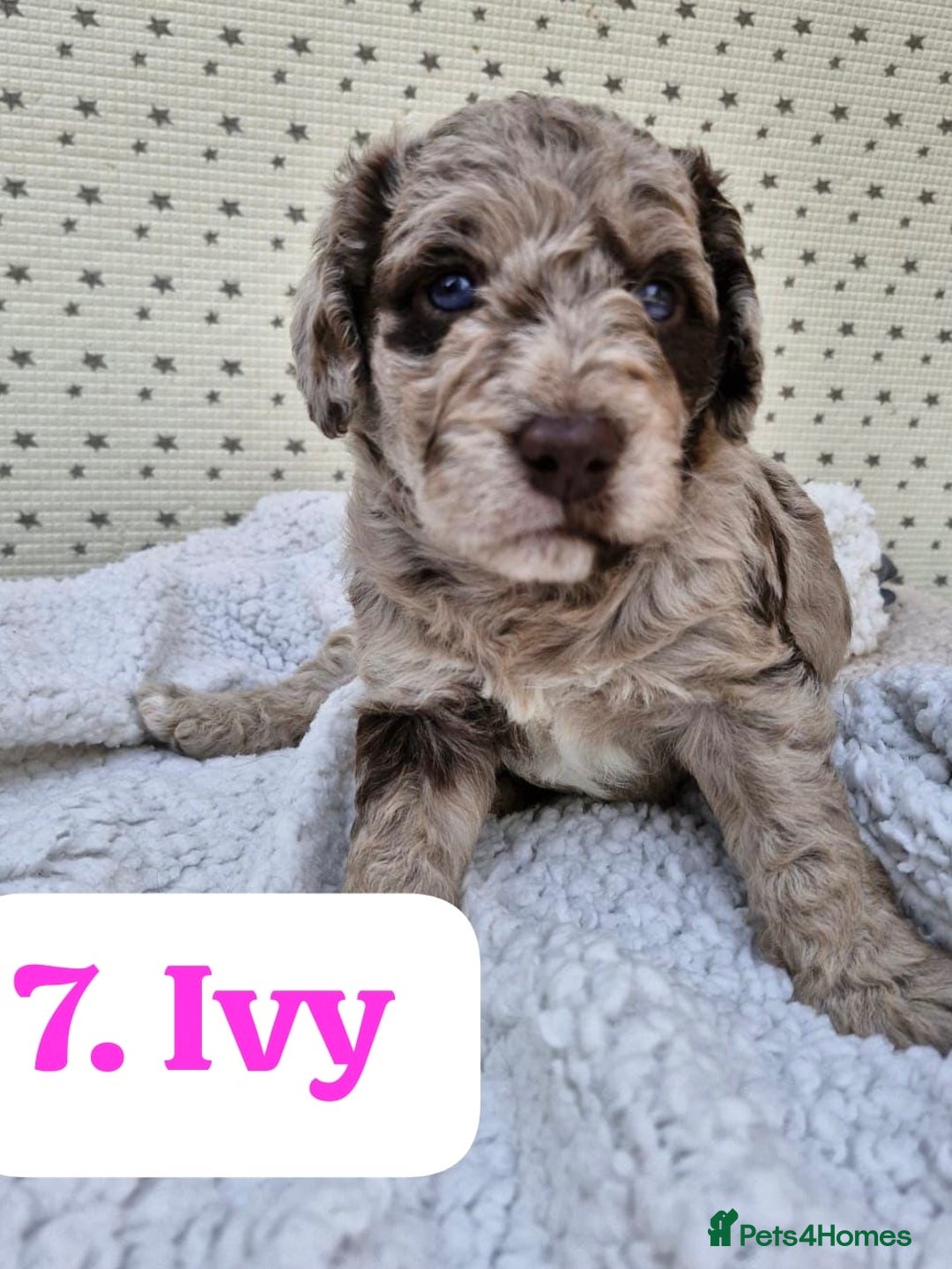 Labradoodle dogs for sale: 10 F1b labradoodles  - Image 8