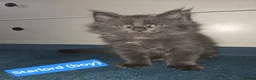 Maine Coon cats for sale: 8 GCCF Pedigree Maine Coon Kittens - Blue & Black  - Advert 23