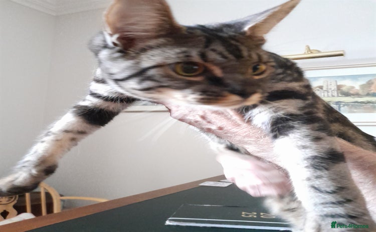 Savannah cats - Advert 3