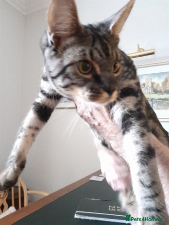 Savannah cats - Advert 3