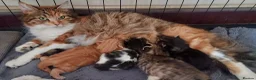 Mixed Breed cats for sale: Norwegian forest cross kittens - Advert 3
