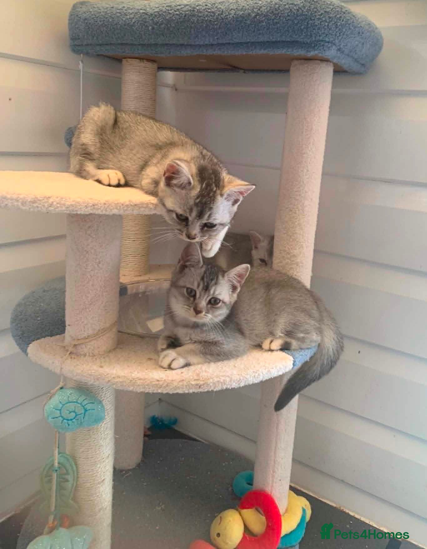 British Shorthair cats BSH Stunning rare Shaded - Advert 1